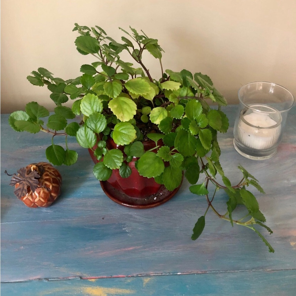 Whitehouse Swedish Ivy cuttings